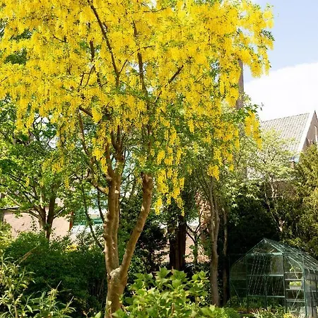 Vita Vivet Vlierboom Met Zo Nodig Wijkverpleging Panzió *